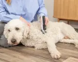 En person klipper en vit, lockig hund med en klippmaskin. Hunden ligger lugnt på golvet.