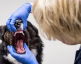 En veterinär undersöker en hunds mun. Hunden verkar ha dålig andedräkt, hund luktar illa i munnen.