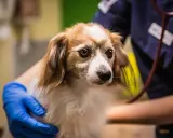 En veterinär undersöker en hund som verkar vara magsjuk. Hunden har en orolig blick och hålls varsamt av veterinären.