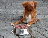 Brun hund med vit bringa sitter framför en skål med mushbarf på stenlagd mark.
