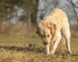 Golden retriever gräver i jorden, kanske letar efter något spännande. Bilder på mask hos hund kan vara svåra att hitta, men här ser vi en hund som aktivt undersöker marken.