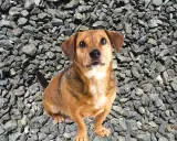En söt liten pica hund sitter på grus.