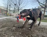 En glad hund kämpar med sin kampleksak i en park i Sverige.