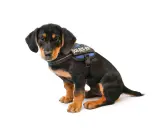 Söt valp med k9 koppel sitter på vit bakgrund.