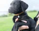 Svart labradorvalp med ett brunt koppel och en silverfärgad bricka.