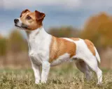 En alert jack russell står i gräset, med blicken fäst mot horisonten.