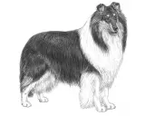 En vacker teckning av en ståtlig collie långhårig med sin imponerande päls.