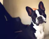 En söt trubbnosig hund med stora öron tittar nyfiket in i kameran.