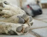 En hunds tassar vilar på stenplattor. En av tassarna är i fokus, med tydliga trampdynor och klor. I bakgrunden syns hundens huvud, med nos och öga. Kanske är det en miller klotång som har fått sig en välförtjänt vila.