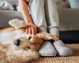 En hund med kennelhosta vilar på en matta medan en person klappar den.