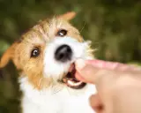 En söt lakrits hund får en godbit från en hand.