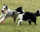 Två border collies leker glatt i gräset, en med en röd boll i munnen. Deras lekfulla energi visar verkligen border collie temperament.