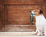 En terrier sitter framför en sliten trädörr och håller ett grönt halsband i munnen, redo för en promenad.