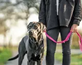 Stor grå hund med ett silverfärgat halsband står bredvid en person som håller ett rosa läderkoppel hund.