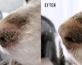 Före och efter-bilder på en hunds nos. Före är en torr, sprucken nos. Efter är en mjukare, friskare nos.