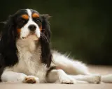 En Cavalier King Charles Spaniel vilar utomhus. Rasen är känd för vissa cavalier king charles spaniel sjukdomar, men denna hund ser frisk ut.