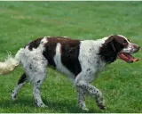 En brun-vit fågelhund raser springer på en grön gräsmatta.