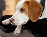 En tjock hund vilar på sin mjuka bädd, med en trött blick.