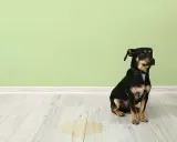 En liten hund sitter bredvid en pöl på golvet. Frågan är hur ofta kissar en hund?