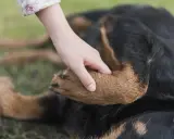 En hand vilar på en hunds tass. Hunden, en rottweiler, ligger på gräset.