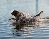 En brun hund plaskar genom vattnet, dess päls blöt och stänkande. En bild av ren glädje och ett **standardt immun** system i full aktion.