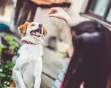 Glad hund hoppar för godis från sin ägare. Två älskade husdjur njuter av en solig dag.