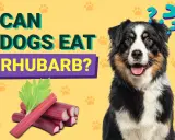 En hund undrar om rabarber är säkert att äta.