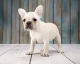 En söt fransk bulldoggvalp med stora öron står på ett trägolv. Dess lekfulla fransk bulldogg temperament lyser igenom.