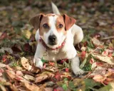 En dansk-svensk gårdshund ligger i höstlöv. Inga problem här, bara en söt hund som njuter av hösten.