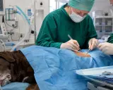 Veterinärer opererar en hund för pyometra. Hunden är sövd och övervakad av medicinsk utrustning.