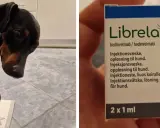 En liten hund med mörkt päls och brun nos. Bredvid syns en förpackning med Librela, en injektion mot artros hos hund.
