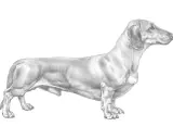 Teckning av en tax med lång kropp och korta ben. Hunden står i profil, redo för en promenad.