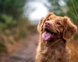 En brun hund med tungan ute, som andas snabbt, tittar uppåt i en grön och brun miljö.