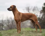 En ståtlig rhodesian ridgeback står på en grönskande kulle, redo för äventyr.