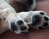 En söt valp vilar sina tassar. En av dem verkar lite öm, kanske en hund haltar.