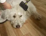 En person borstar en vit hund för att ta bort underull. Hunden ligger på ett trägolv.