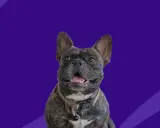 Glad fransk bulldogg med standard mage, med en krage och en liten bjällra, mot en lila bakgrund.