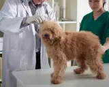 Veterinär undersöker en hund med misstänkt trakealkollaps. Hunden är brun och fluffig, står på ett undersökningsbord.