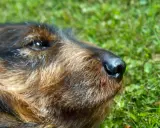 En hund med ett litet sår på nosen, kanske efter ett ormbett. Hunden ligger i gräset.