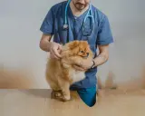 Veterinär undersöker en fluffig Pomeranian. Hunden kan ha problem med urinsten.