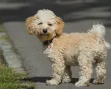 En söt cavapoo med lockig päls står på en asfalterad stig. Dess cavapoo storlek är perfekt för en lekfull följeslagare.