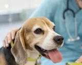 En beagle med kolit hund får tröst av en veterinär.