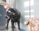 En person häller vanligt schampo till hund över en blöt, svart labrador i en dusch.