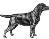 Svart labrador i profil, tecknad med detaljerad päls och muskulatur. En vacker illustration som visar en sund labrador vikt.