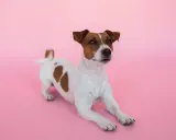 En söt Jack Russell terrier ligger på en rosa bakgrund. Kanske är den lite orolig för att den har ett jack russell problem?