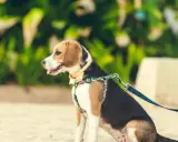 En beagle sitter på sanden med ett färgglatt hundkoppel på 3 meter.