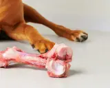 En hund njuter av ett saftigt tuggben, perfekt för att hålla tänderna starka och rena.