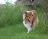 En vacker, rakad hund med lång, gyllene päls och vit krage går genom högt gräs vid en trädstam.