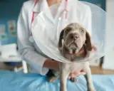 Söt valp med krage hos veterinären, kanske för en operation relaterad till kryptorkid hund.