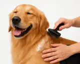 En glad golden retriever njuter av att bli borstad med en gummikarda.